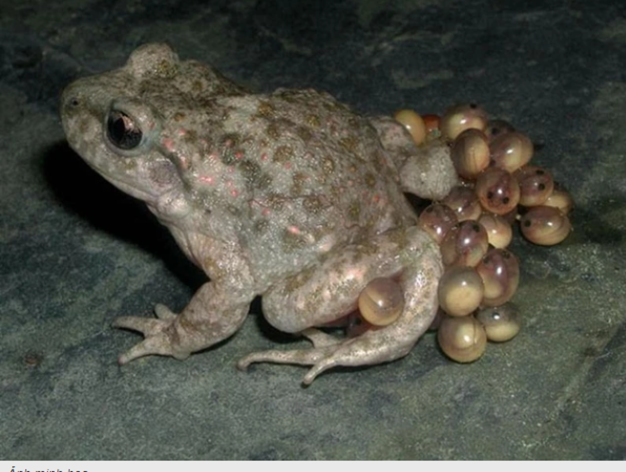 Nhiều trường hợp ngộ độc trứng cóc phải nhập viện nhưng người dân vẫn chủ quan